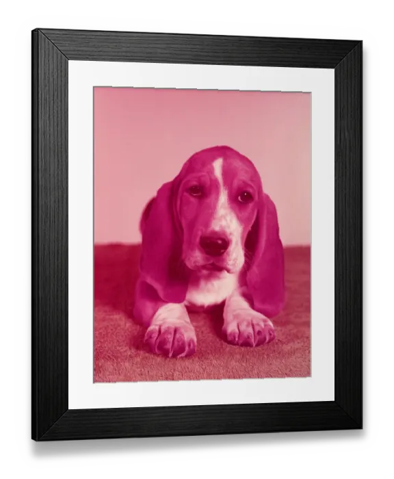 Framed Print : Basset hound puppies Framed Print : Basset hound puppies