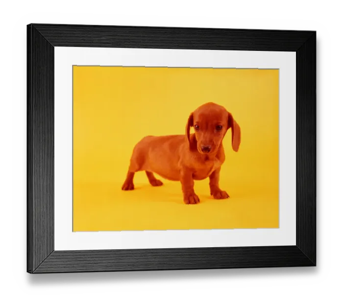Framed Print : Dachshund. UNITED STATES - CIRCA 1950s: Dachshund