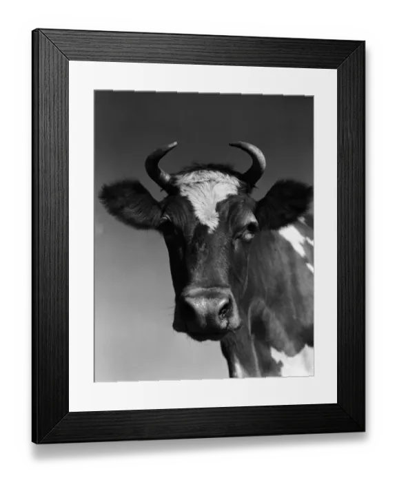 Framed Print : Guernsey cow Framed Print : Guernsey cow
