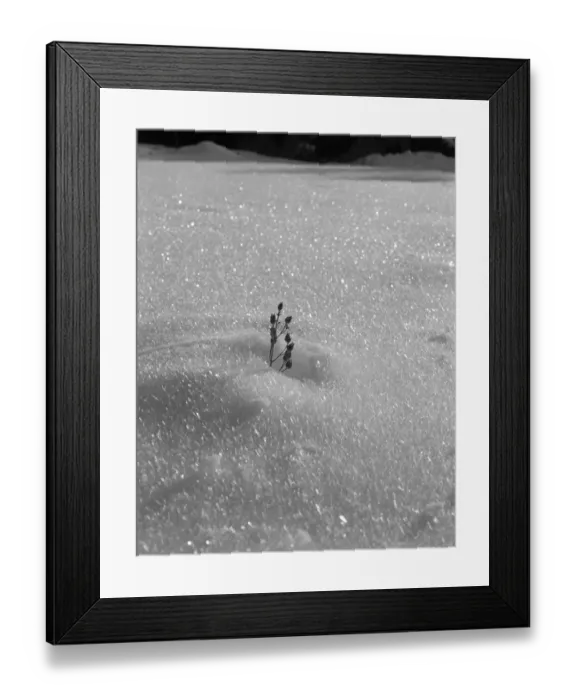 Framed Print : Buds emerging from snow Framed Print : Buds emerging from snow