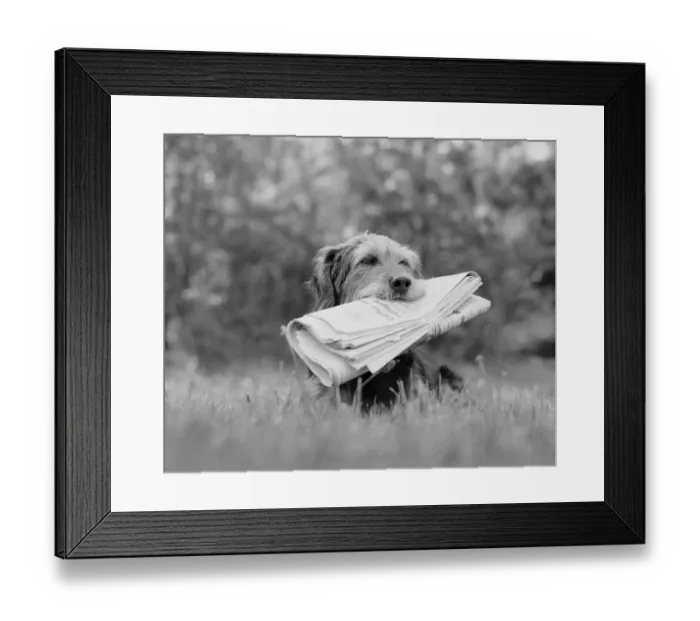 Framed Print : Dog holding newspaper Framed Print : Dog holding newspaper