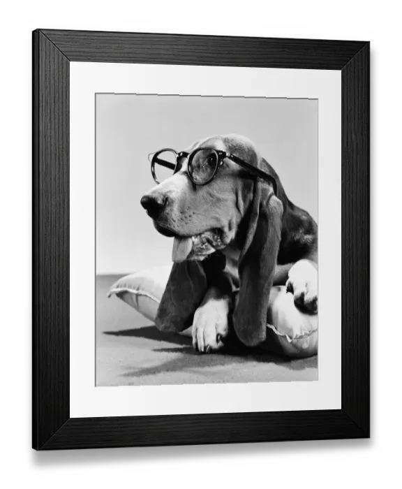 Framed Print : Bassett hound