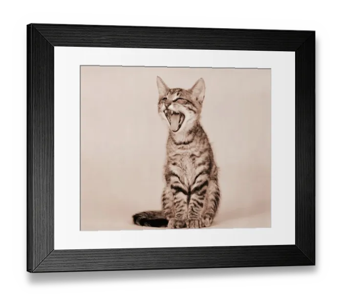 Framed Print : Tabby kitten Framed Print : Tabby kitten