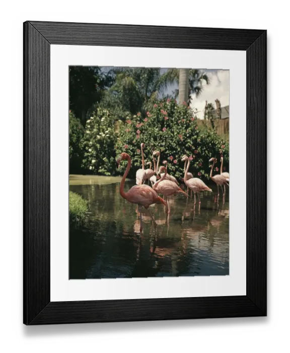 Framed Print : Group Flock Of Pink Flamingo Flamingos Wading In T Framed Print : Group Flock Of Pink Flamingo Flamingos Wading In T