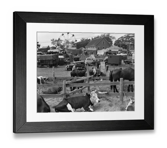Framed Print : County Fair Scene With Horse & Cow Pen In Foregrou Framed Print : County Fair Scene With Horse & Cow Pen In Foregrou