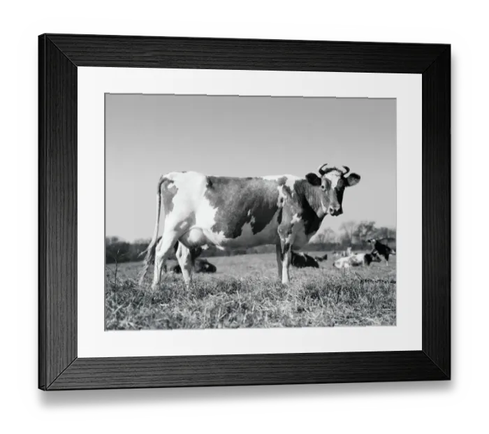 Framed Print : Guernsey cow Framed Print : Guernsey cow