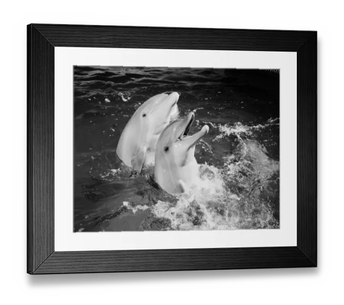 Framed Print : Dolphins jumping out of water
