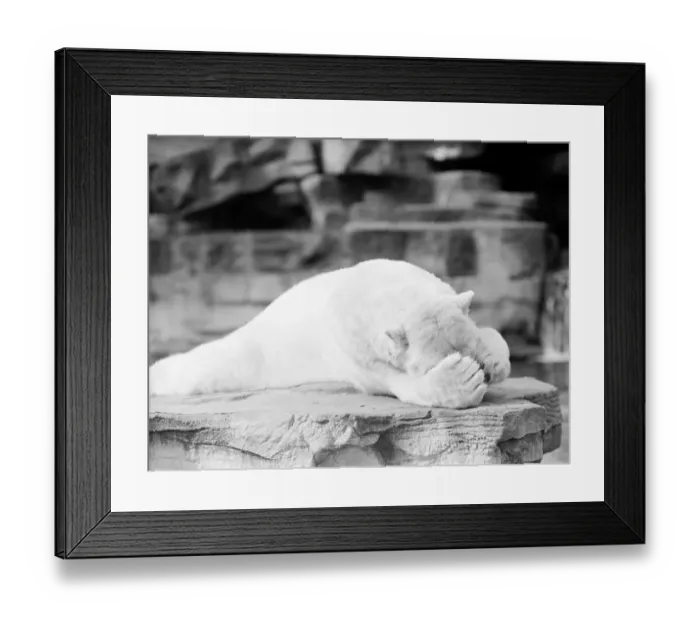 Framed Print : Polar bear Framed Print : Polar bear