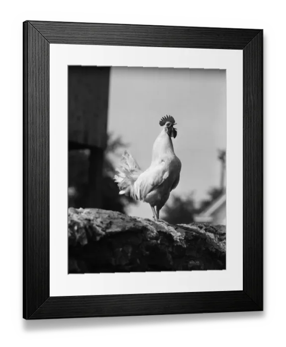 Framed Print : Rooster crowing Framed Print : Rooster crowing
