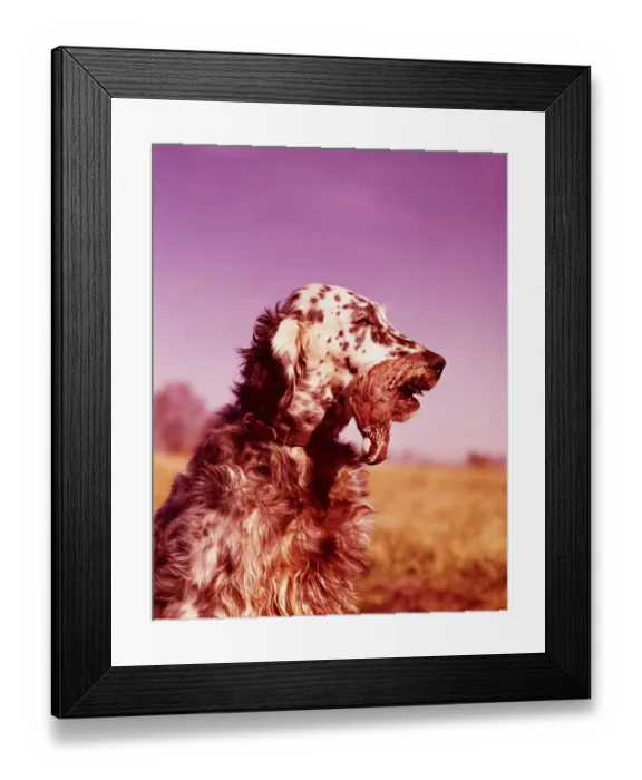 Framed Print : Setters. UNITED STATES - CIRCA 1950s: Setters Framed Print : Setters. UNITED STATES - CIRCA 1950s: Setters