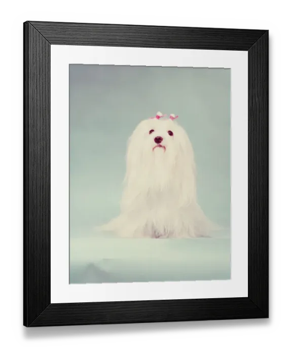 Framed Print : Maltese dog Framed Print : Maltese dog