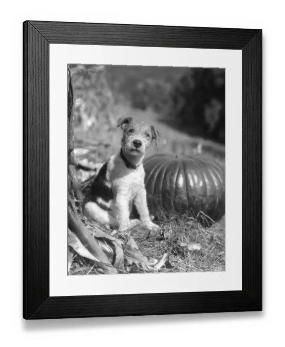 Framed Print : Wire Hair Terrier Framed Print : Wire Hair Terrier