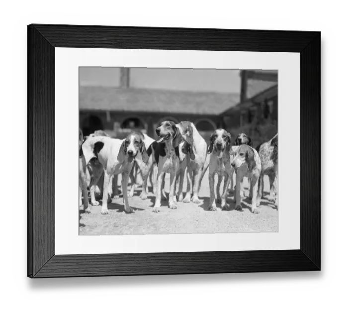 Framed Print : Group Of Six Hounds Facing The Camera Dogs From Th