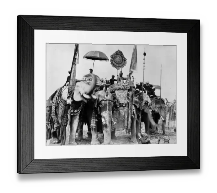 Framed Print : Royal Elephants Framed Print : Royal Elephants