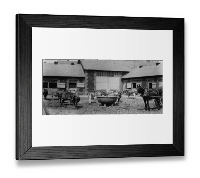 Framed Print : Royal Cows Framed Print : Royal Cows