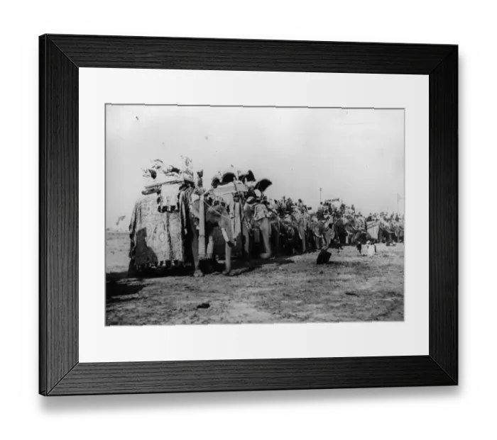Framed Print : State Elephants Framed Print : State Elephants