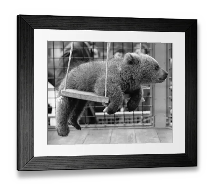 Framed Print : Swinging Bear Framed Print : Swinging Bear