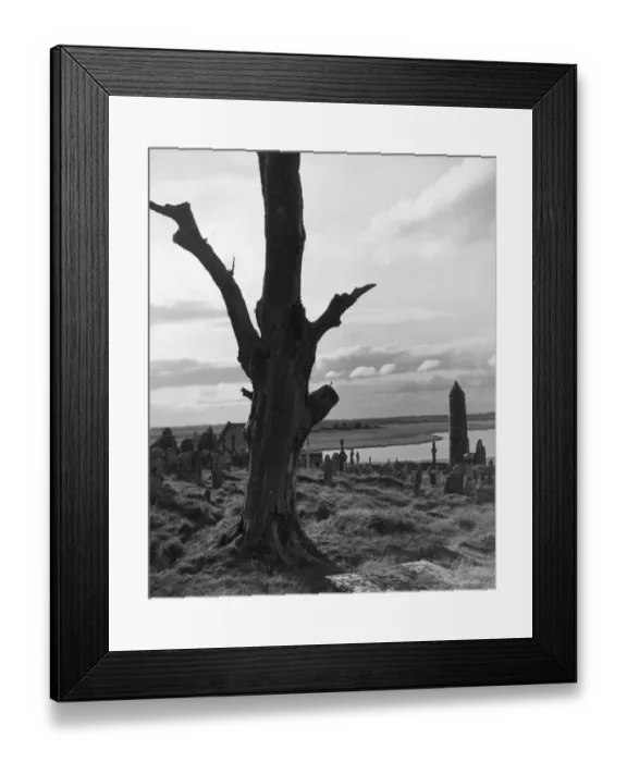 Framed Print : Clonmacnois Tree Framed Print : Clonmacnois Tree