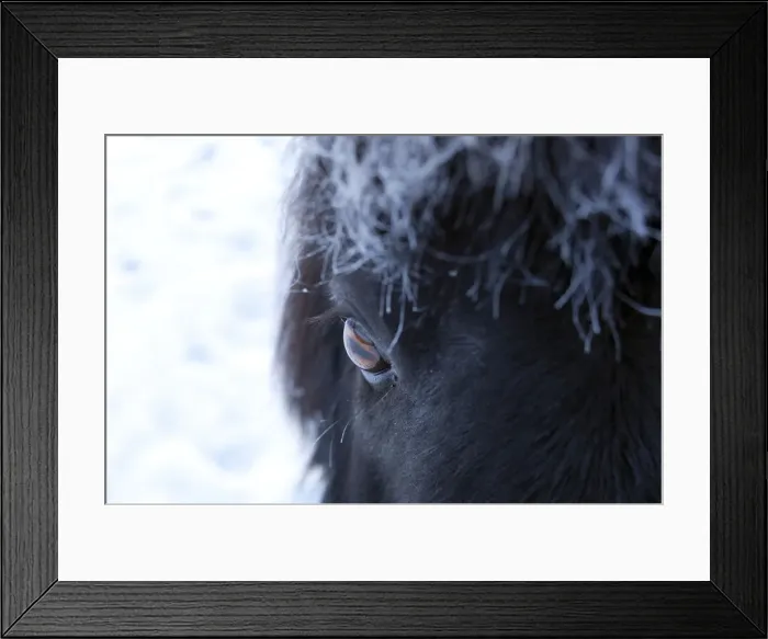 Framed Print : Shetland pony portrait Framed Print : Shetland pony portrait