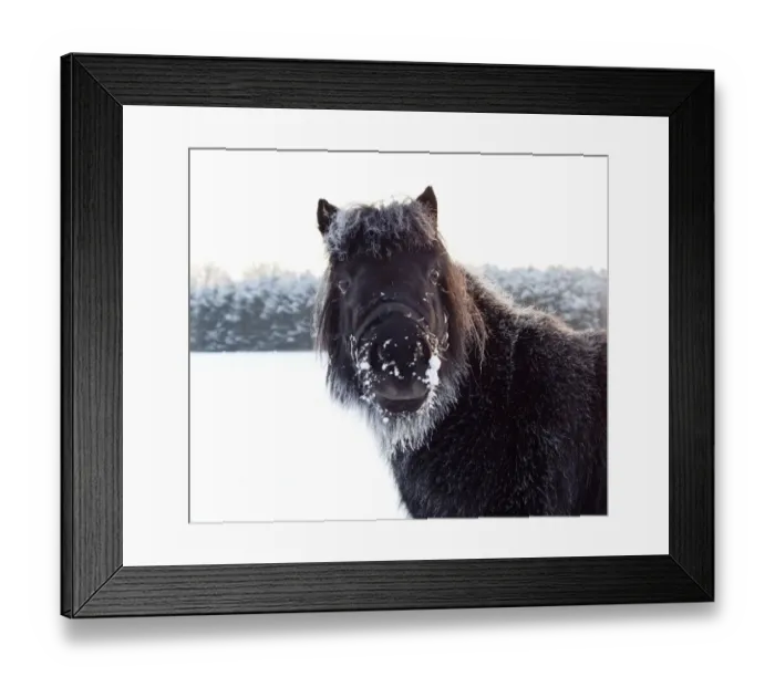 Framed Print : Shetland poney portrait Framed Print : Shetland poney portrait