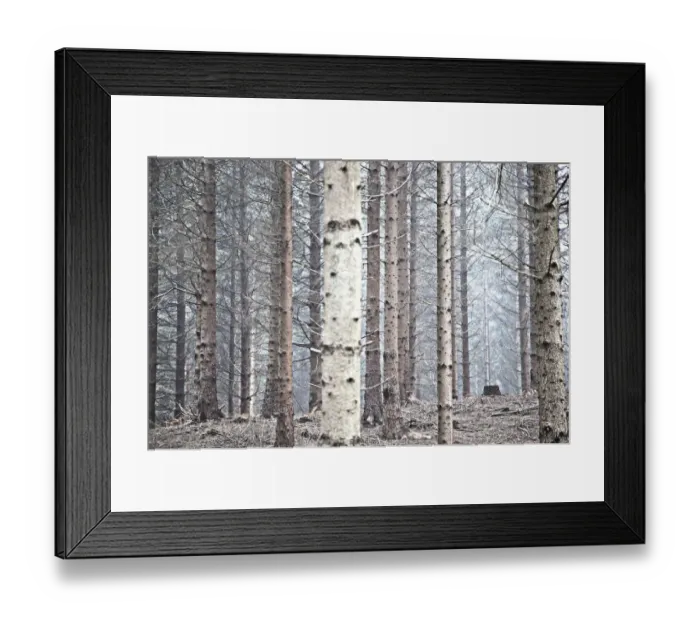 Framed Print : Pine forest in Denmark Framed Print : Pine forest in Denmark