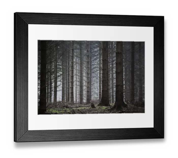 Framed Print : Pine forest in Denmark Framed Print : Pine forest in Denmark
