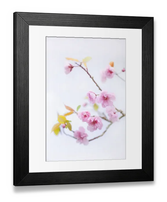 Framed Print : Close up of cherry blossom