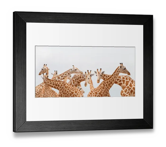 Framed Print : Herd of giraffe Framed Print : Herd of giraffe