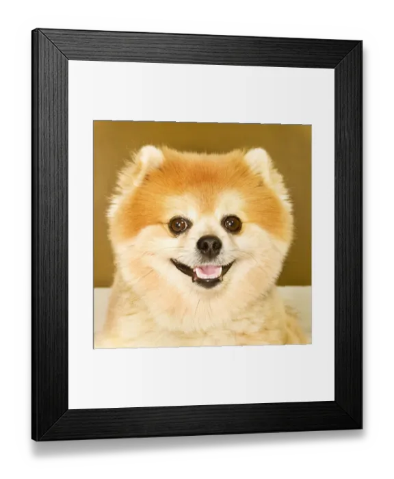 Framed Print : Portrait of Pomeranian dog Framed Print : Portrait of Pomeranian dog