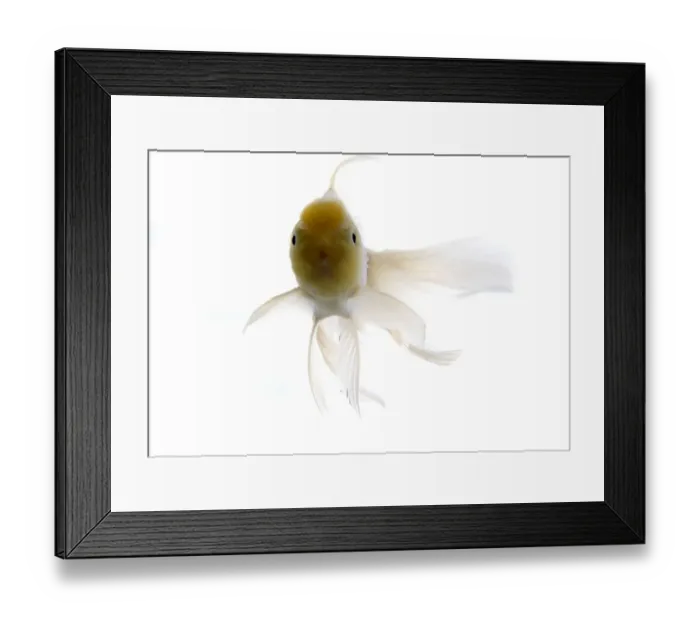Framed Print : Goldfish against white background, close-up Framed Print : Goldfish against white background, close-up