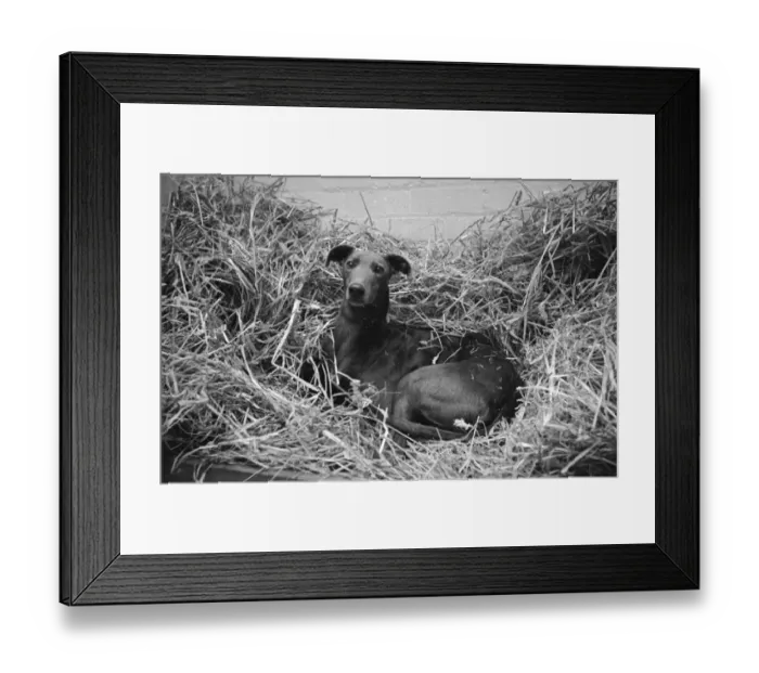 Framed Print : Straw Dog. 12th October 1946: Quare Times, the record-breaking greyhound