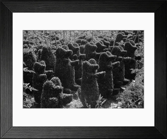 Framed Print : Teddy Topiary Framed Print : Teddy Topiary