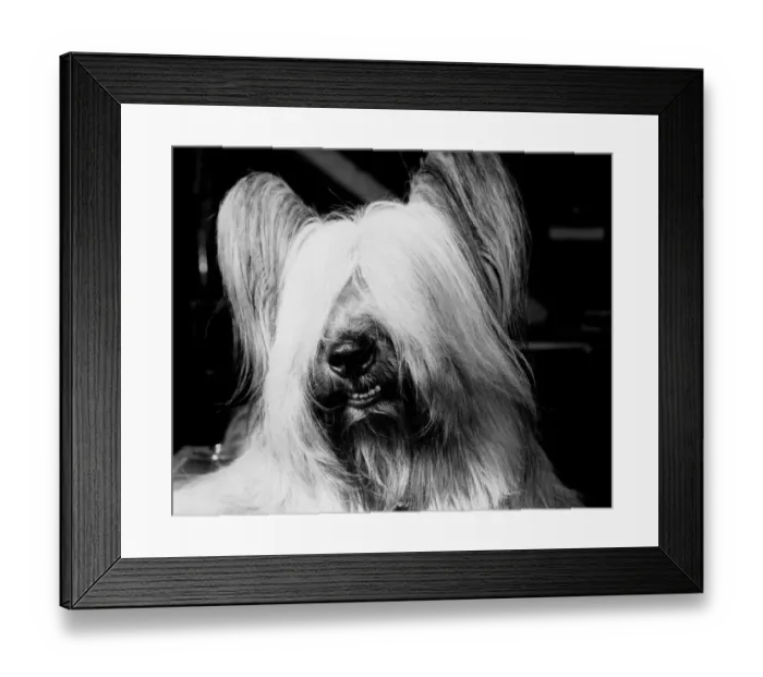 Framed Print : Skye terrier Framed Print : Skye terrier