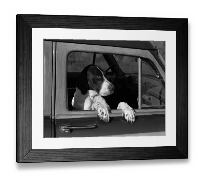 Framed Print : Dog in car