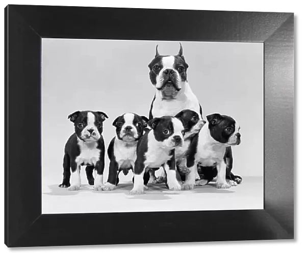 Boston terrier and puppies