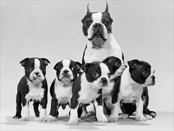 Boston terrier and puppies