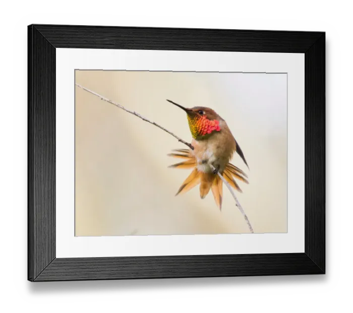 Framed Print : Allens Hummingbird (Selasphorus Sasin) Framed Print : Allens Hummingbird (Selasphorus Sasin)