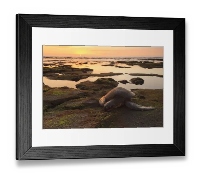 Framed Print : Sea turtle on mossy rocks Framed Print : Sea turtle on mossy rocks