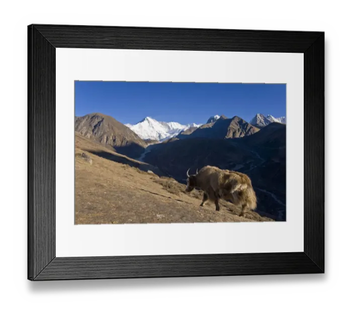 Framed Print : Yak grazing on dusty mountainside Framed Print : Yak grazing on dusty mountainside