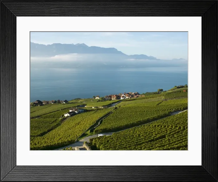 Framed Print : Terraced vineyards on rural hillside Framed Print : Terraced vineyards on rural hillside