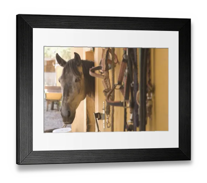 Framed Print : Horse peeking head out of barn Framed Print : Horse peeking head out of barn