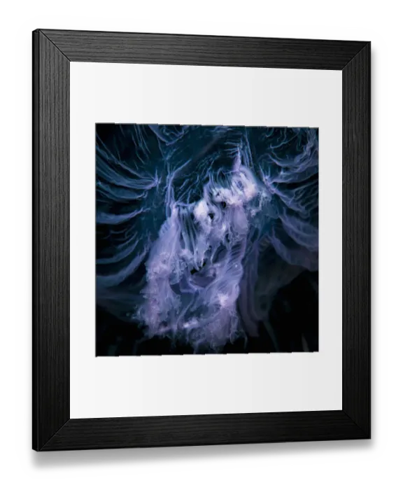 Framed Print : Close up of jellyfish underwater