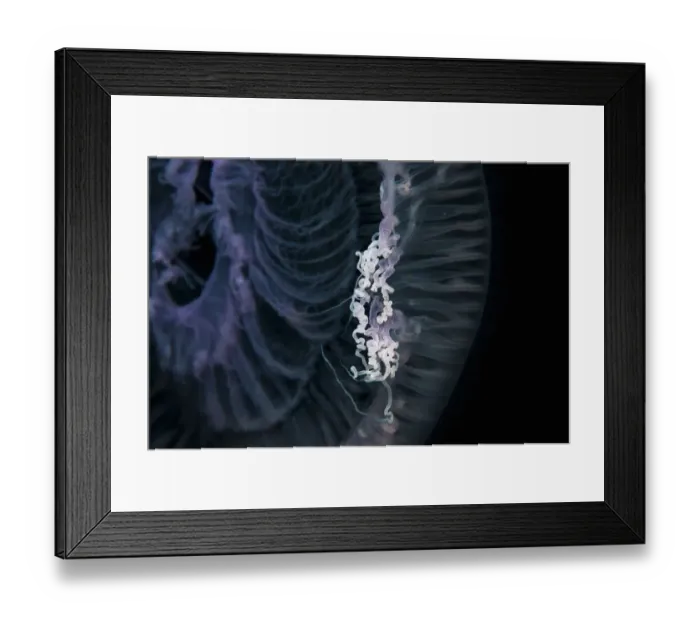 Framed Print : Close up of jellyfish underwater Framed Print : Close up of jellyfish underwater