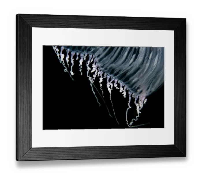 Framed Print : Close up of jellyfish underwater Framed Print : Close up of jellyfish underwater