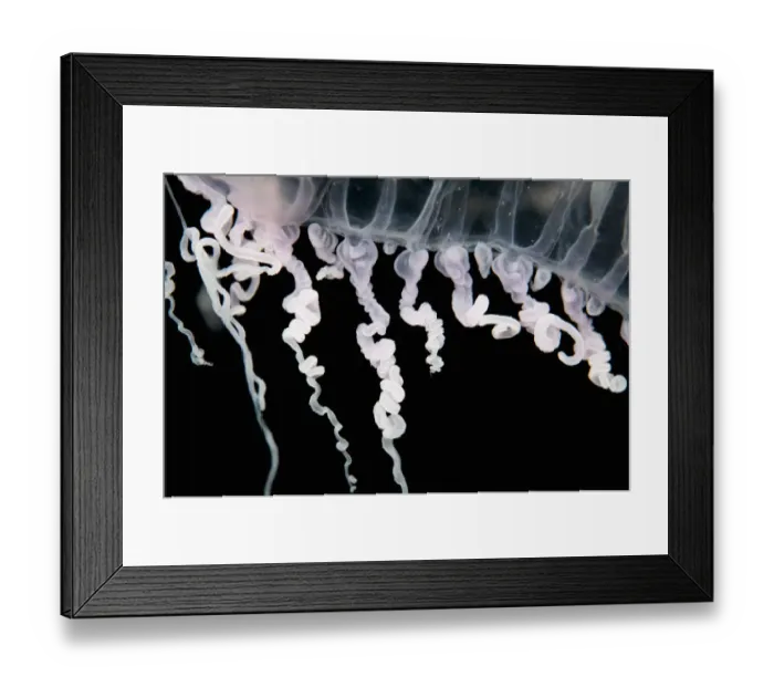 Framed Print : Close up of jellyfish underwater Framed Print : Close up of jellyfish underwater