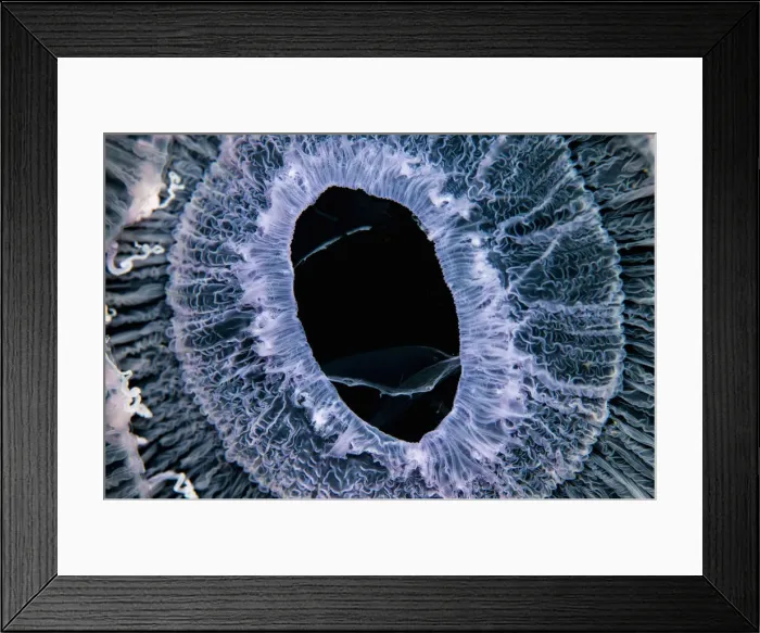 Framed Print : Close up of jellyfish underwater Framed Print : Close up of jellyfish underwater