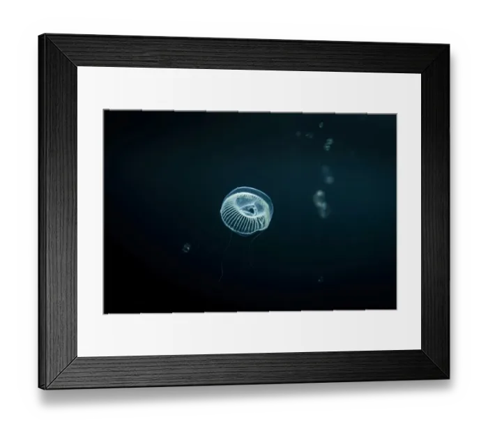 Framed Print : Jellyfish swimming underwater Framed Print : Jellyfish swimming underwater