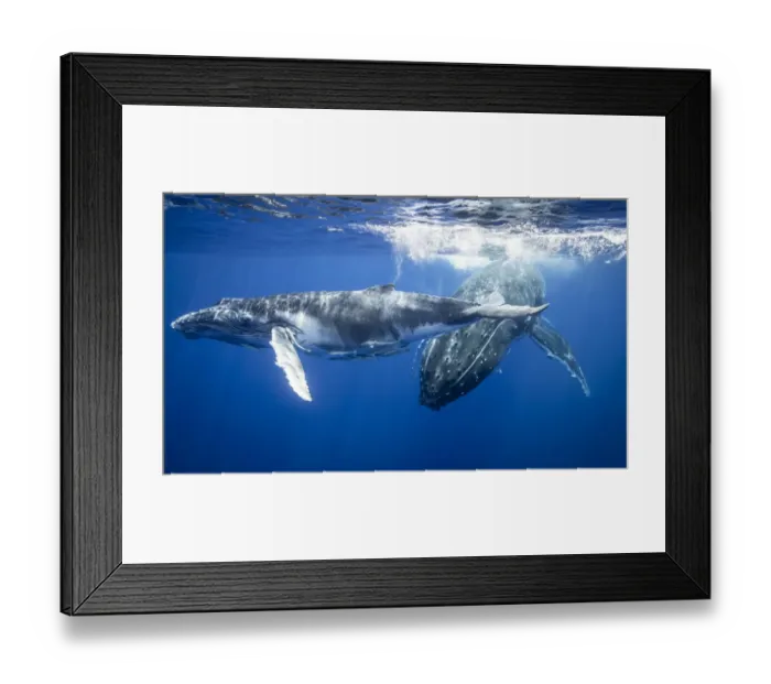 Framed Print : Humpback whales swimming underwater Framed Print : Humpback whales swimming underwater
