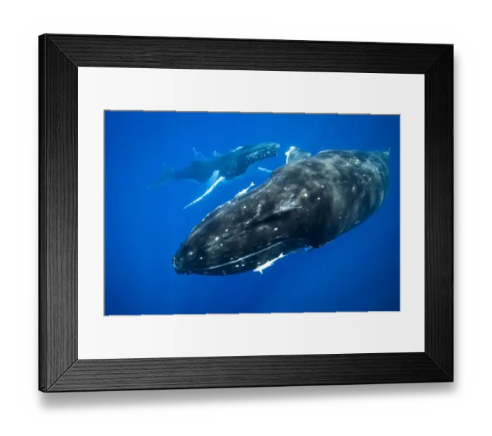 Framed Print : Humpback whales swimming underwater Framed Print : Humpback whales swimming underwater