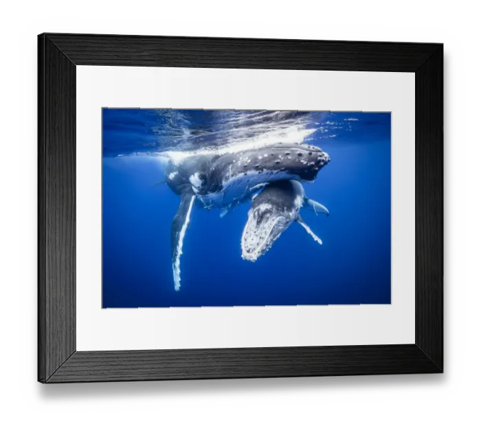 Framed Print : Humpback whales swimming underwater Framed Print : Humpback whales swimming underwater